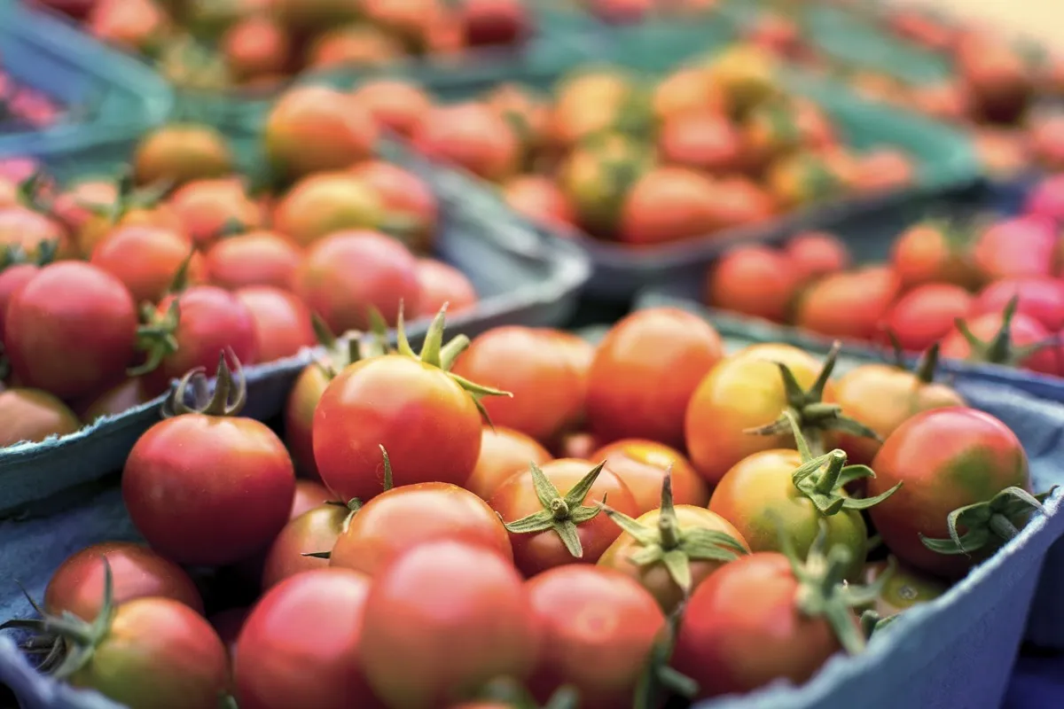 Red and fresh tomatoes