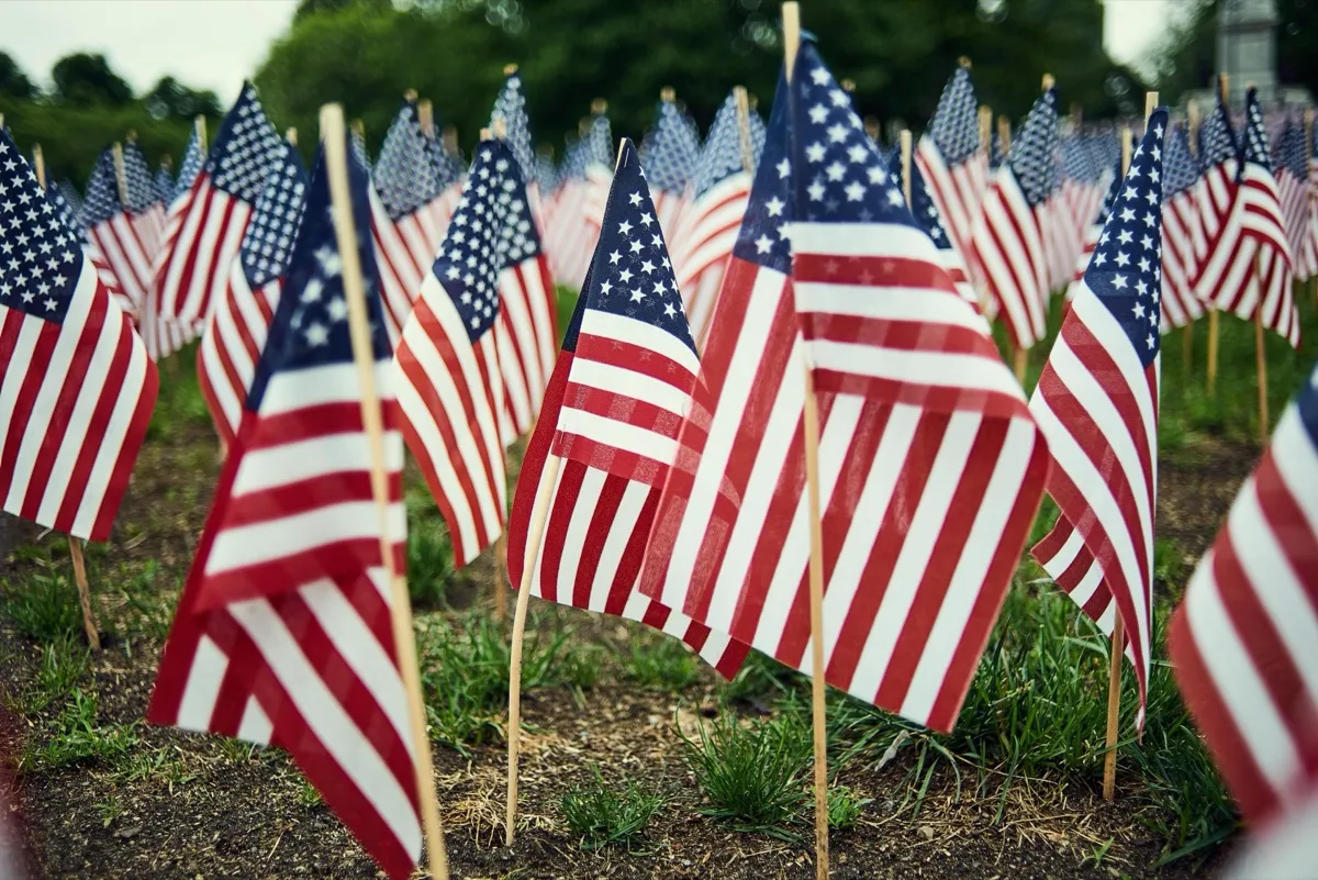 Several US flags in the grass